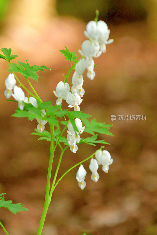 Dicentra spectablis“Alba”(流血的心)